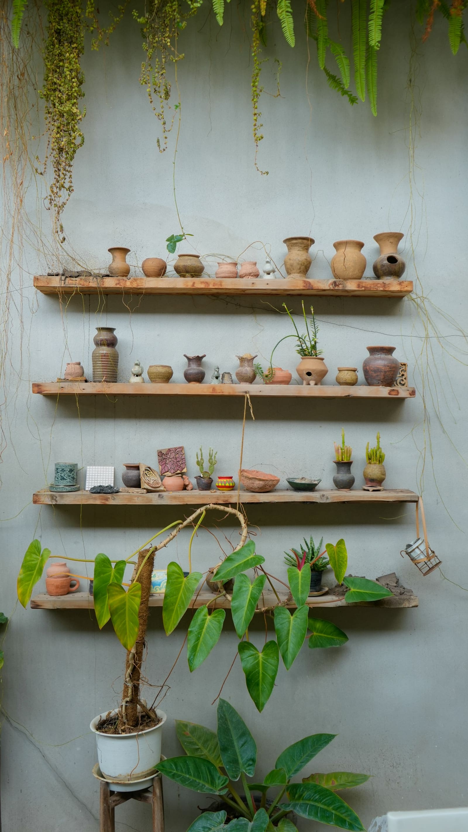 Étagères de céramiques et plantes